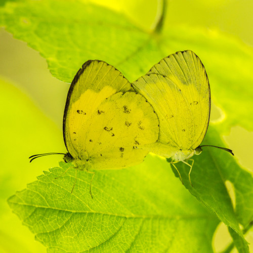 Mating Grass Yellow Butterflies