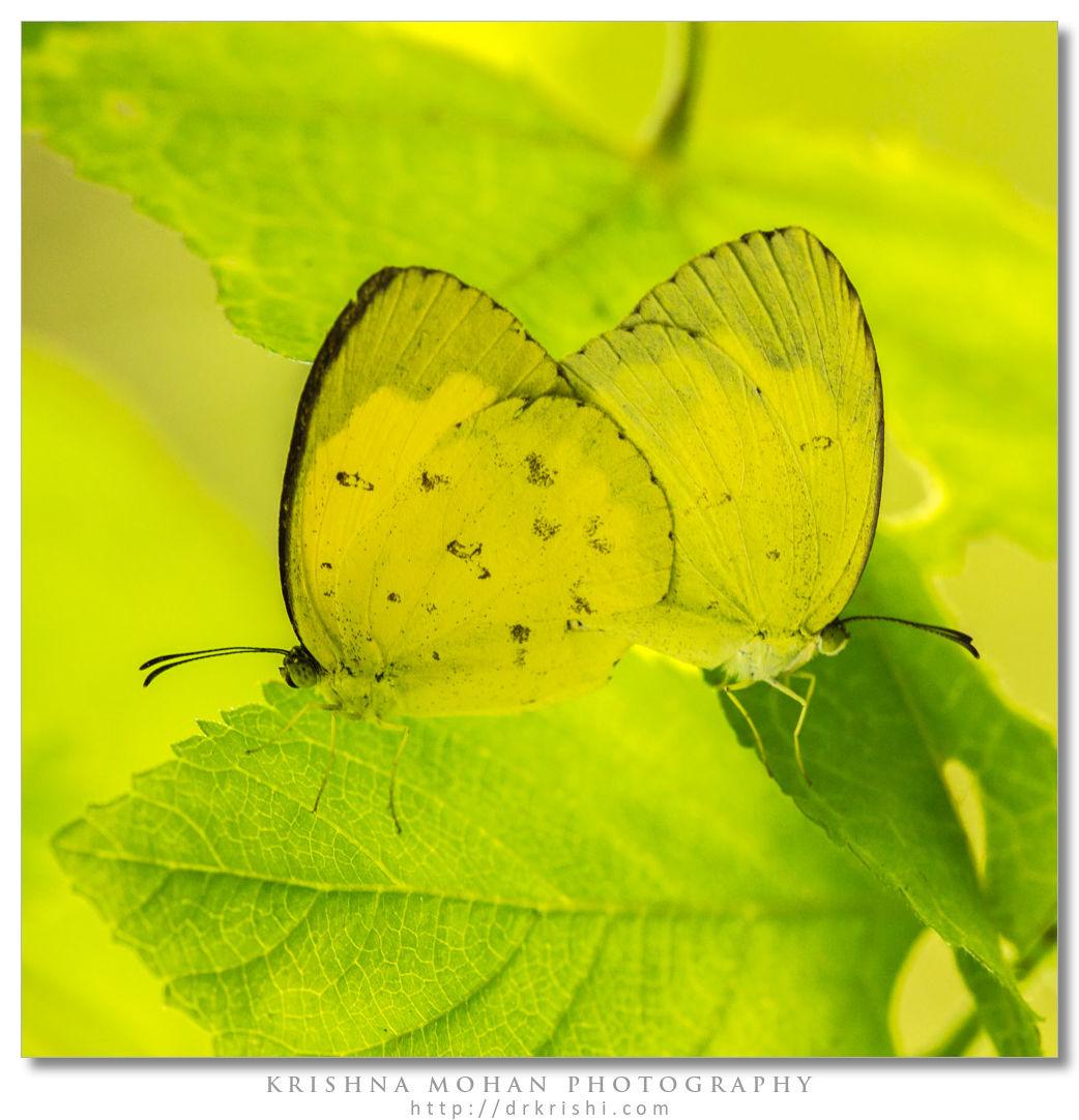 Mating Grass Yellow Butterflies