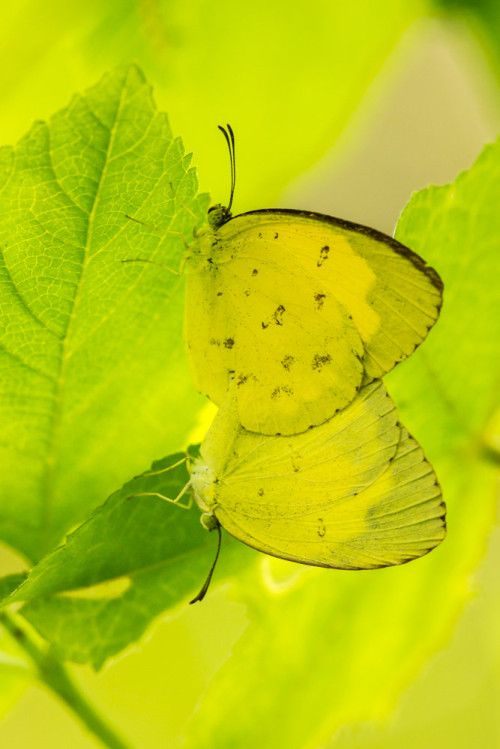 Mating Grass Yellow Butterflies