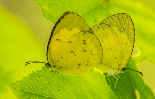 Mating Grass Yellow Butterflies