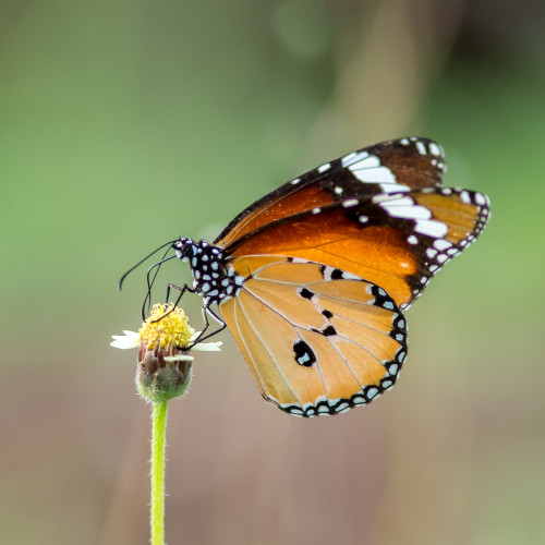 Plain Tiger butterfly (Danais chrysippus)