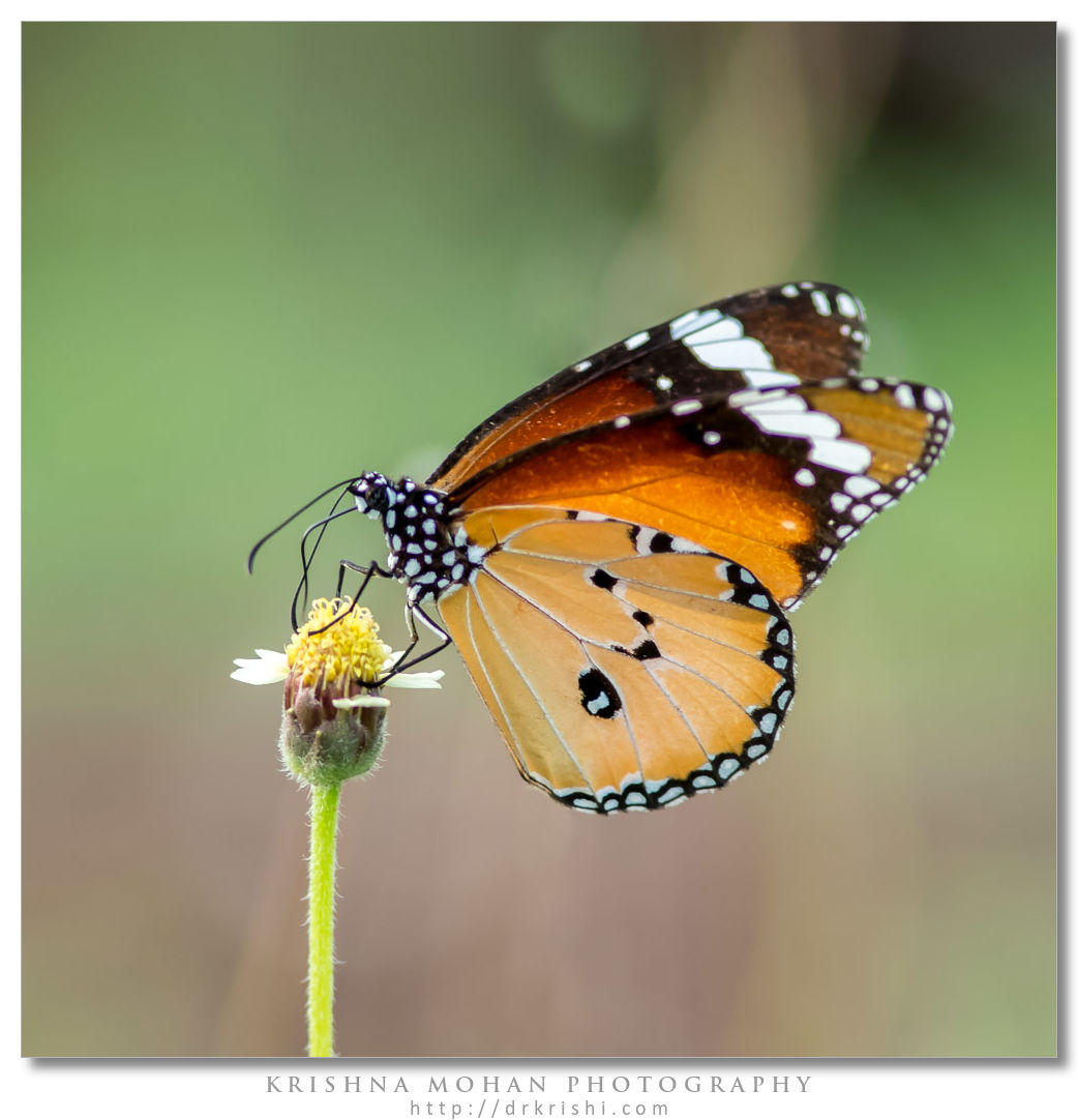 Plain Tiger butterfly (Danais chrysippus)