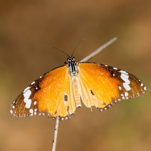 Plain Tiger butterfly (Danais chrysippus)