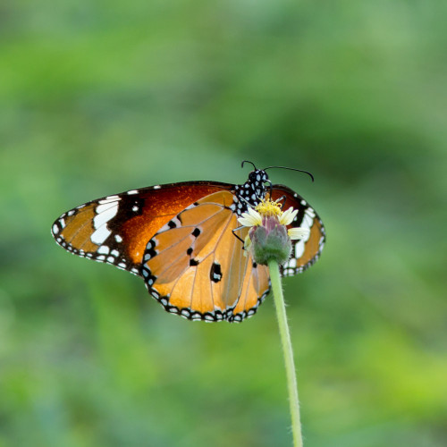 Plain Tiger butterfly (Danais chrysippus)