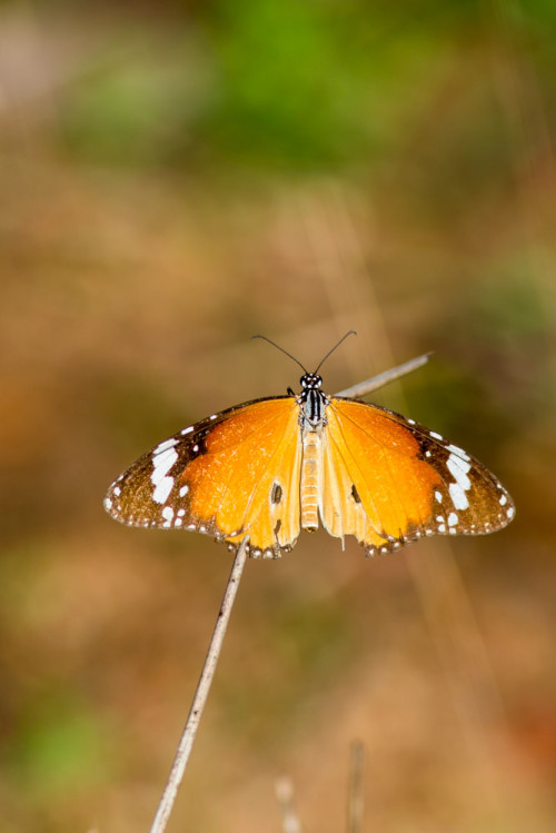 Plain Tiger butterfly (Danais chrysippus)