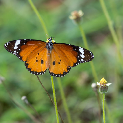 Plain Tiger butterfly (Danais chrysippus)