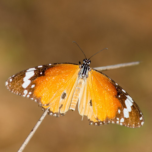 Plain Tiger butterfly (Danais chrysippus)