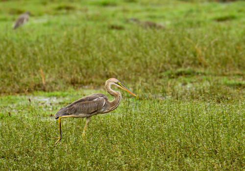 Purple Heron