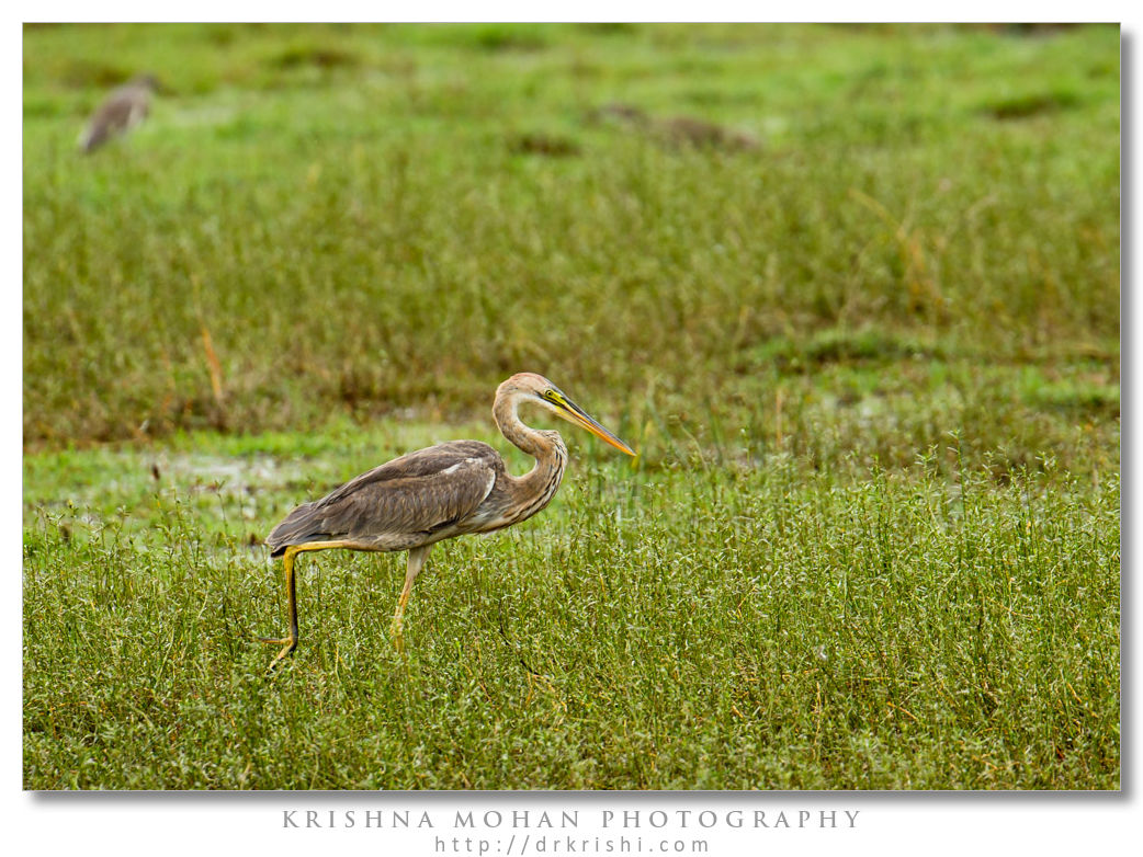 Purple Heron