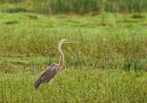 Purple Heron