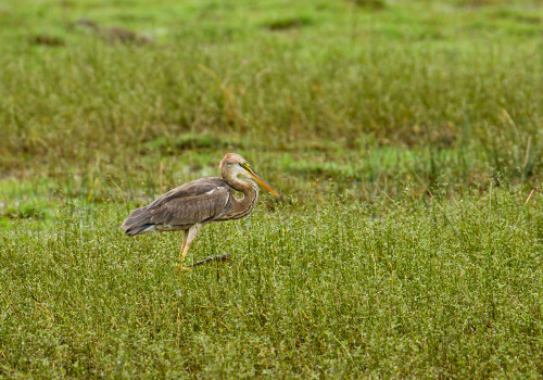 Purple Heron