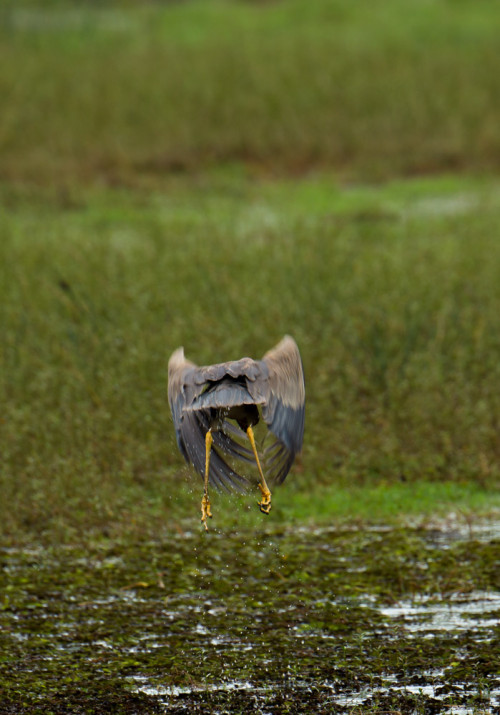 Purple Heron