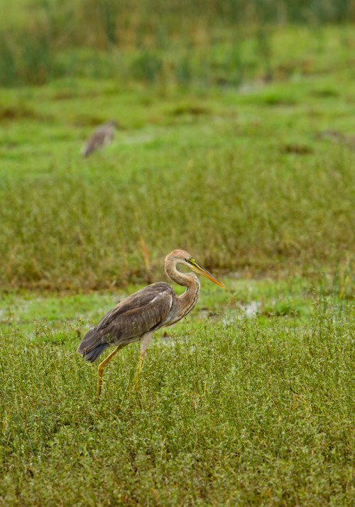 Purple Heron