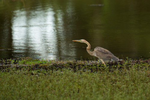 Purple Heron