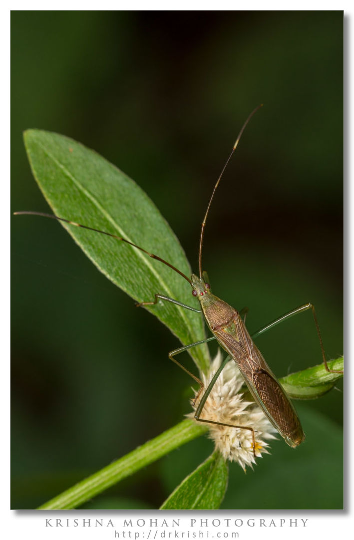 Rice bug - Leptocorisa acuta