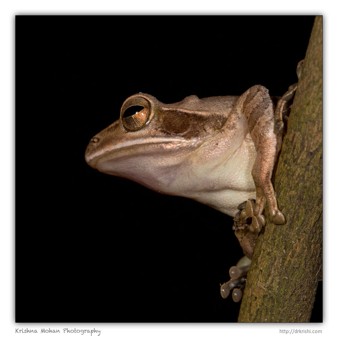 Common Indian Tree Frog