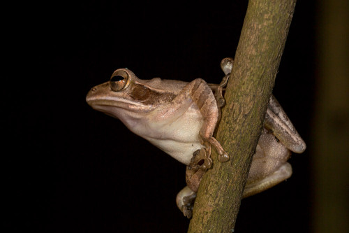 Common Indian Tree Frog