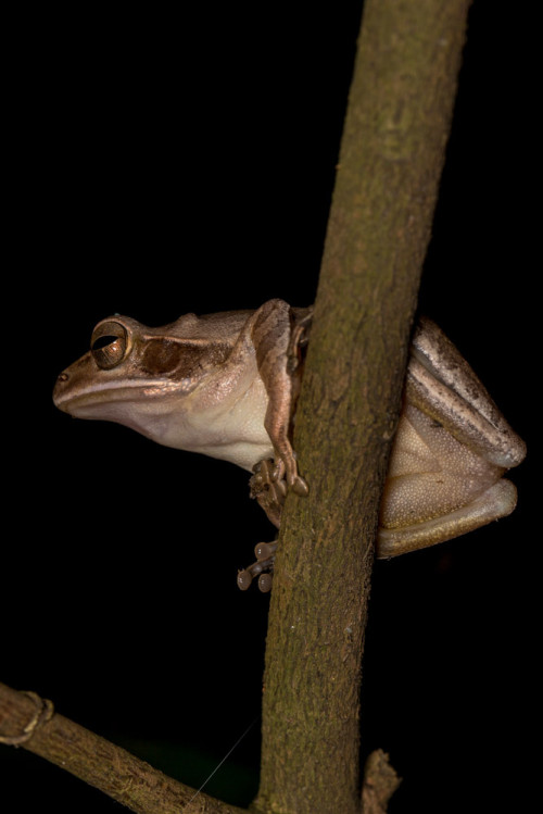 Common Indian Tree Frog