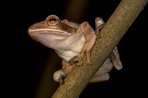 Common Indian Tree Frog