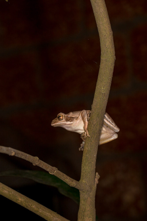 Common Indian Tree Frog