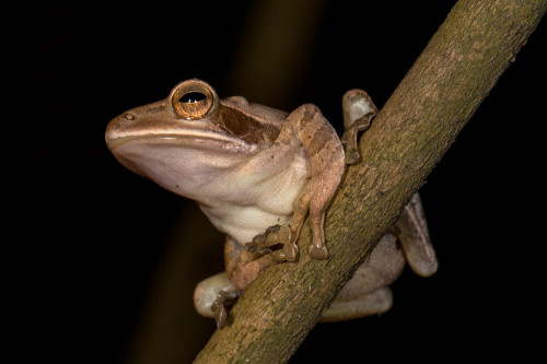 Common Indian Tree Frog