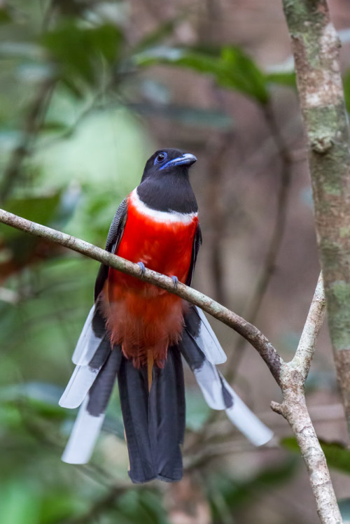 Malabar Trogon Male