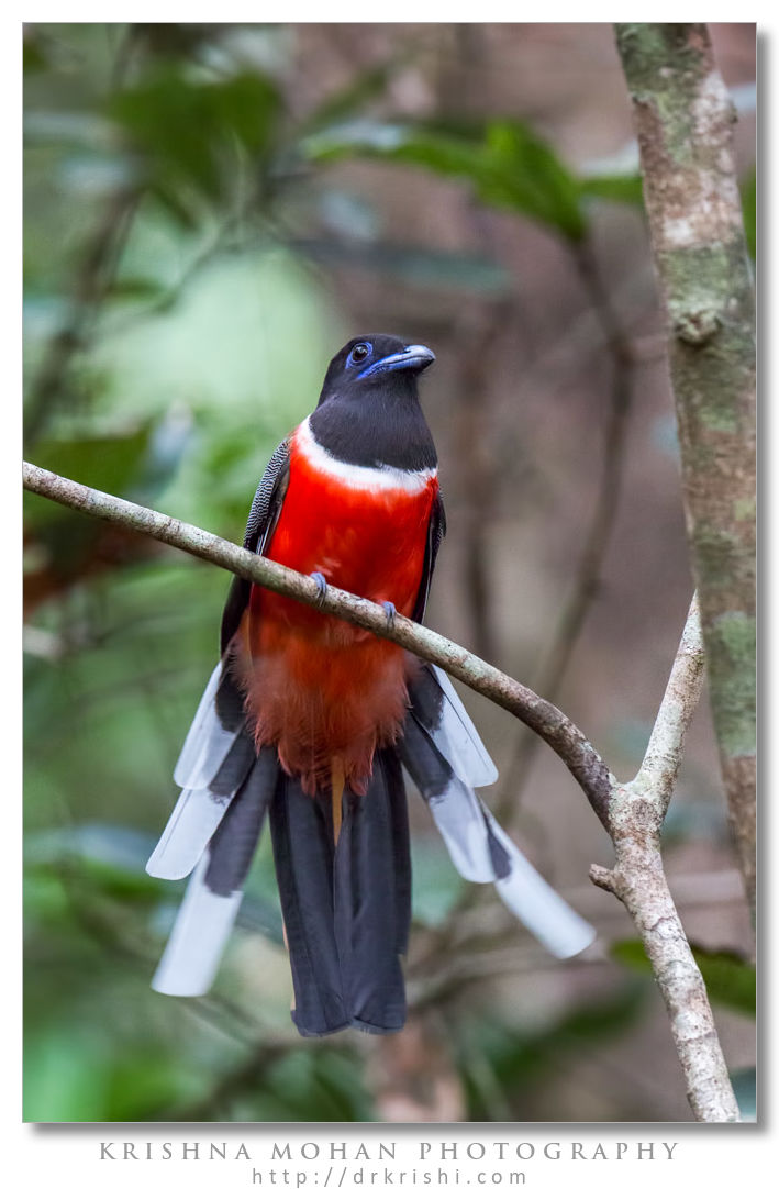 Malabar Trogon Male