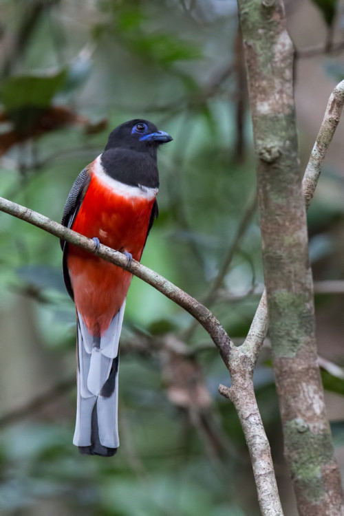 Malabar Trogon Male