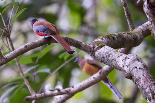 Malabar Trogon Male & Female