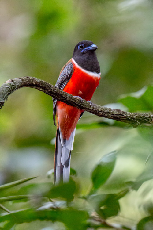 Malabar Trogon Male