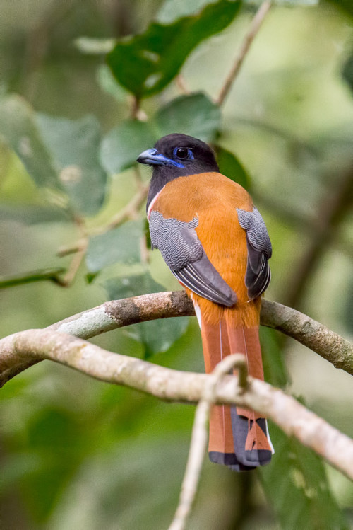 Malabar Trogon Male