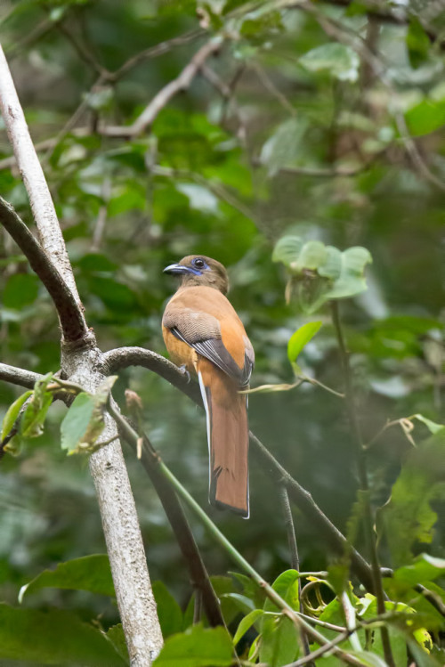 Malabar Trogon Female