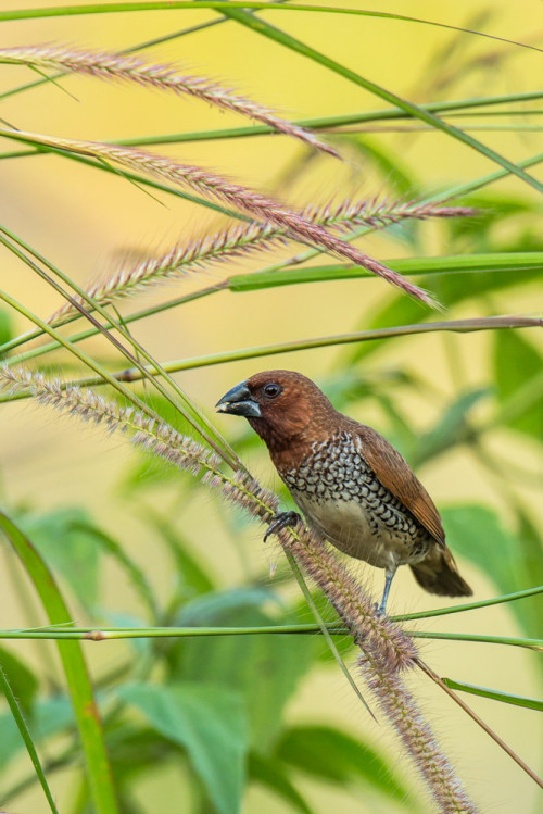 Scaly-breasted Munia