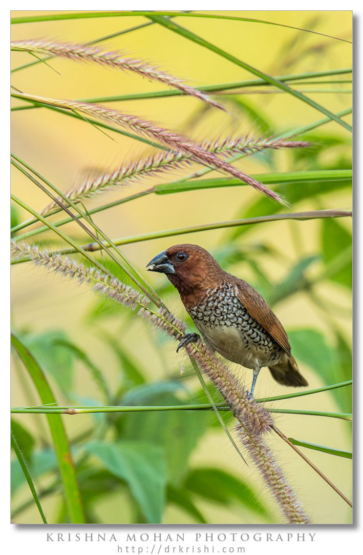 Scaly-breasted Munia