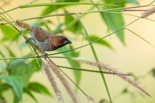 Scaly-breasted Munia