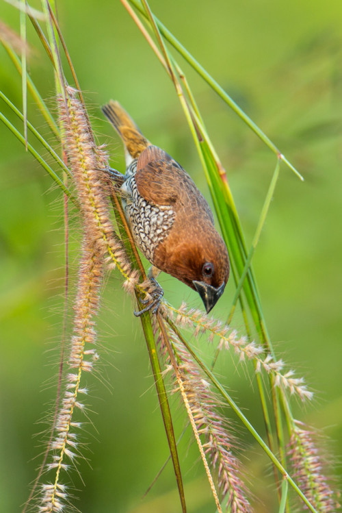 Scaly-breasted Munia