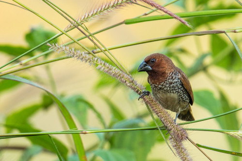 Scaly-breasted Munia