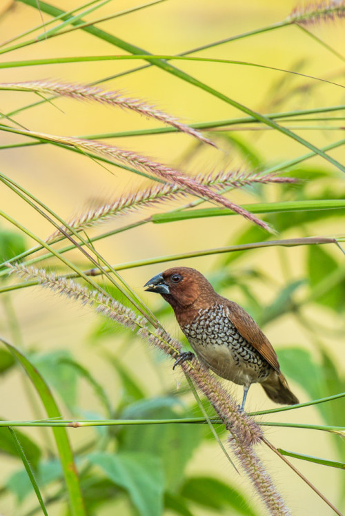 Scaly-breasted Munia