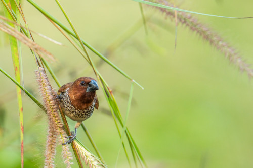 Scaly-breasted Munia