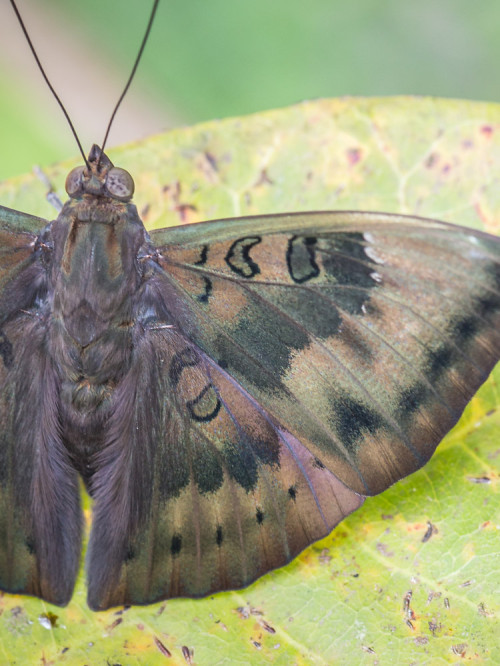 Common Baron Butterfly