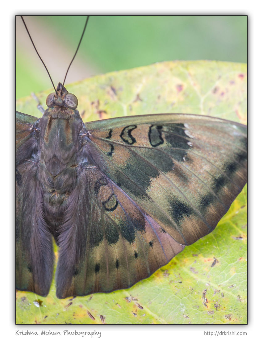 Common Baron Butterfly