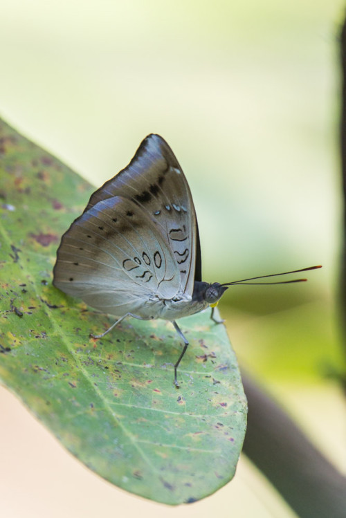 Common Baron Butterfly