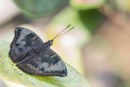 Common Baron Butterfly