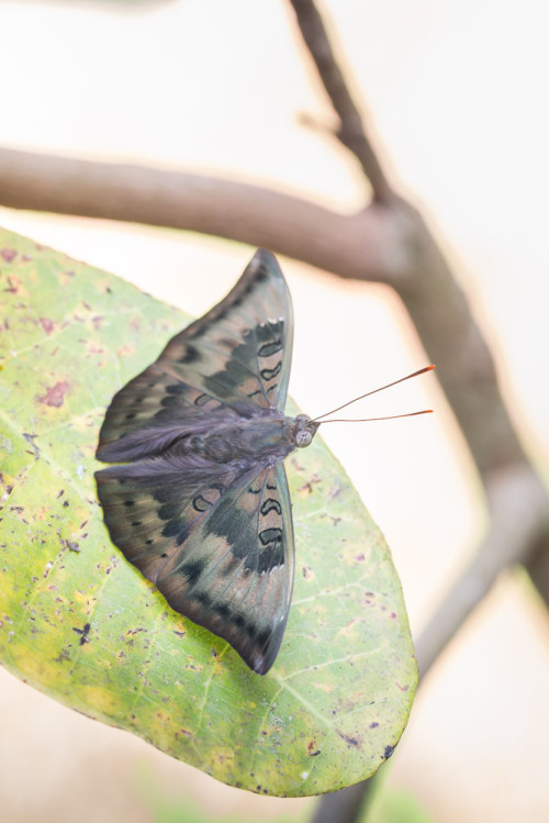 Common Baron Butterfly