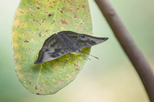 Common Baron Butterfly