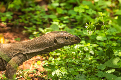 Monitor lizard fascinated by grasshopper