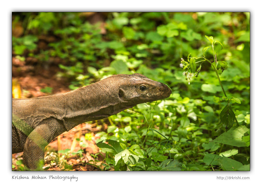 Monitor lizard fascinated by grasshopper