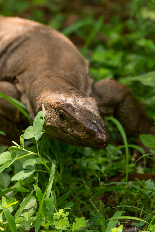 Monitor Lizard