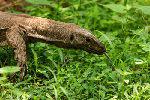 Monitor Lizard