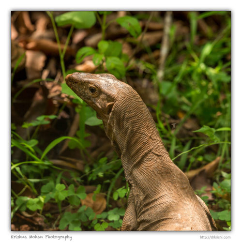 Monitor Lizard